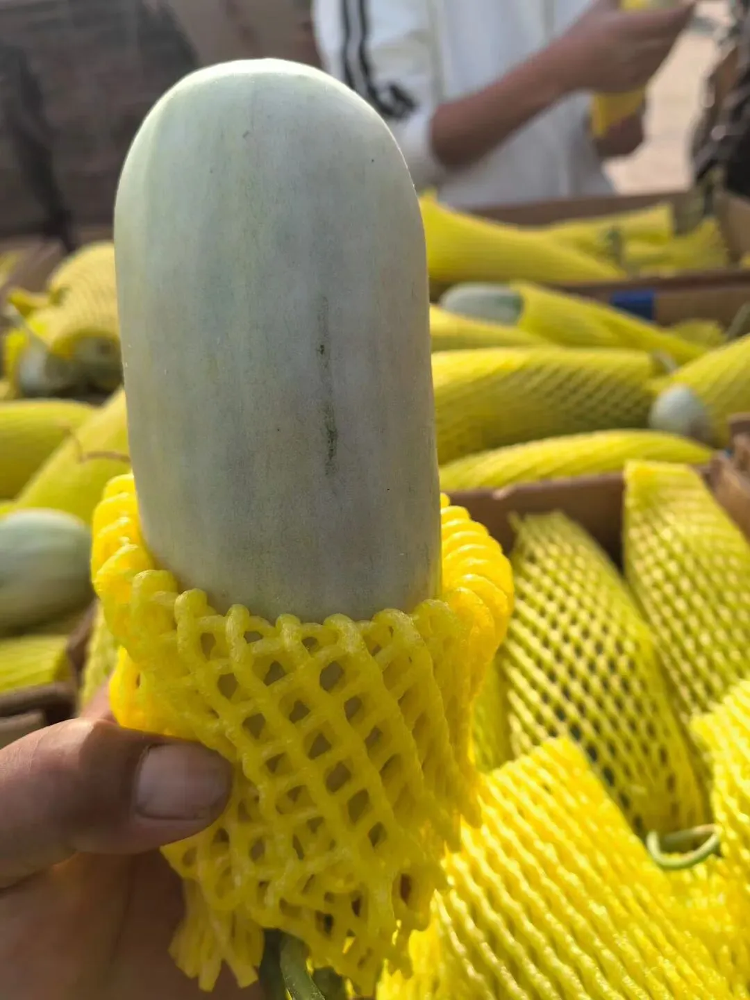 国内最大的甜瓜交易市场火爆