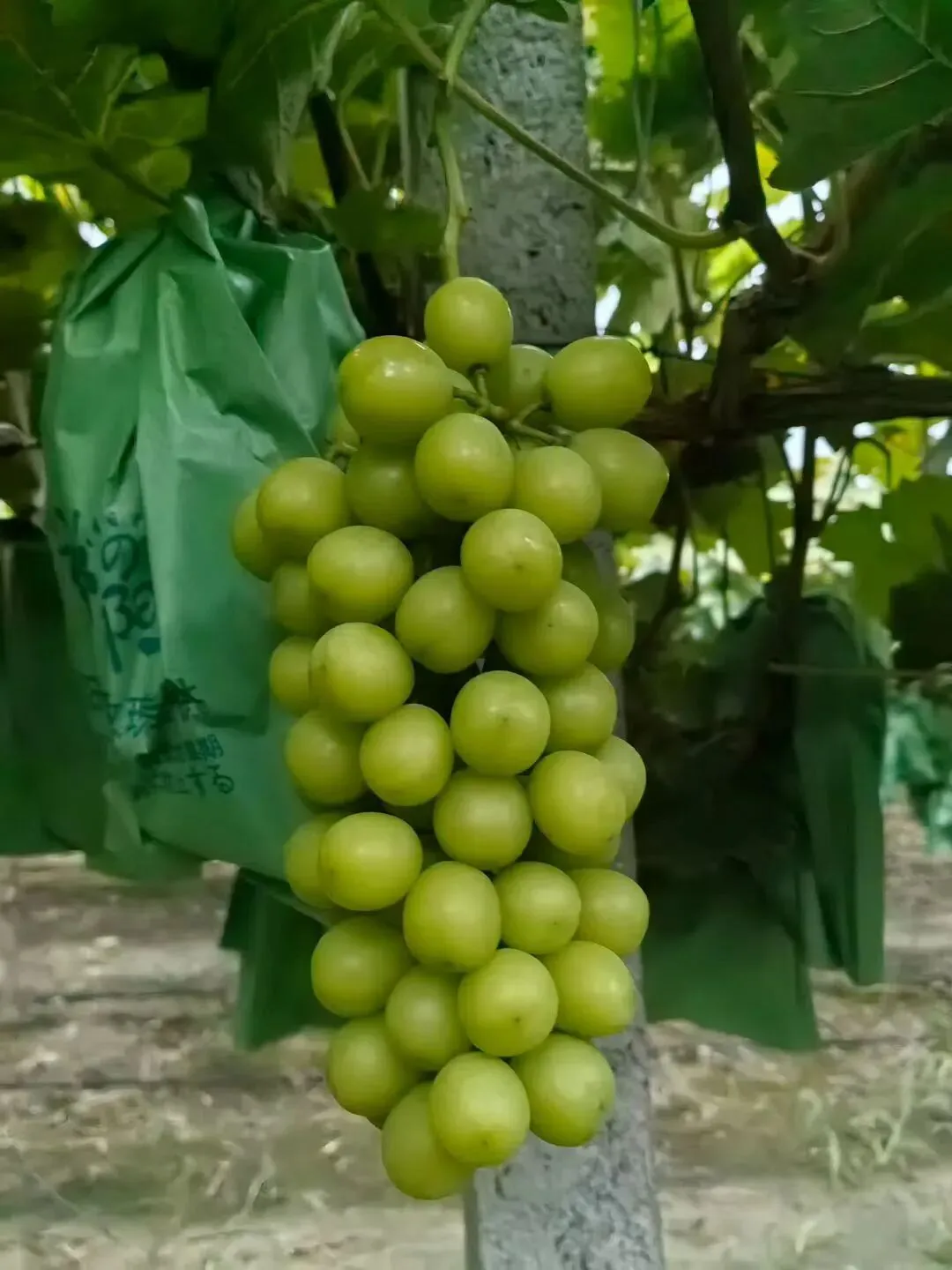 国内最大的甜瓜交易市场火爆