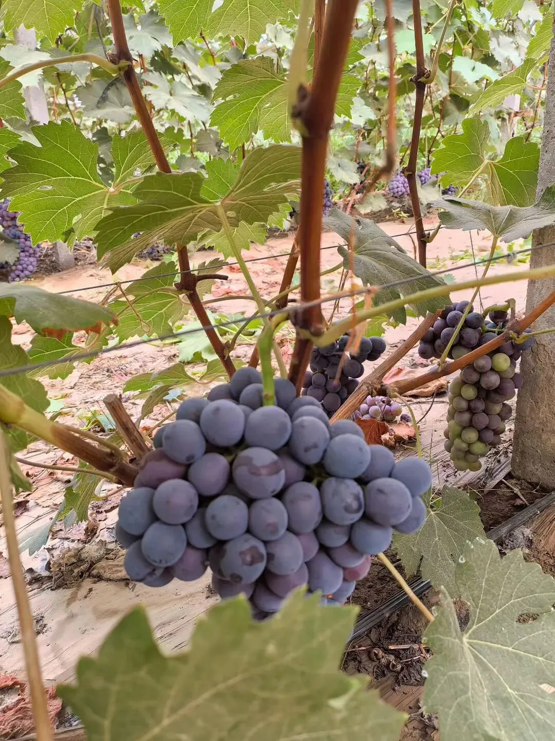 国内最大的甜瓜交易市场火爆