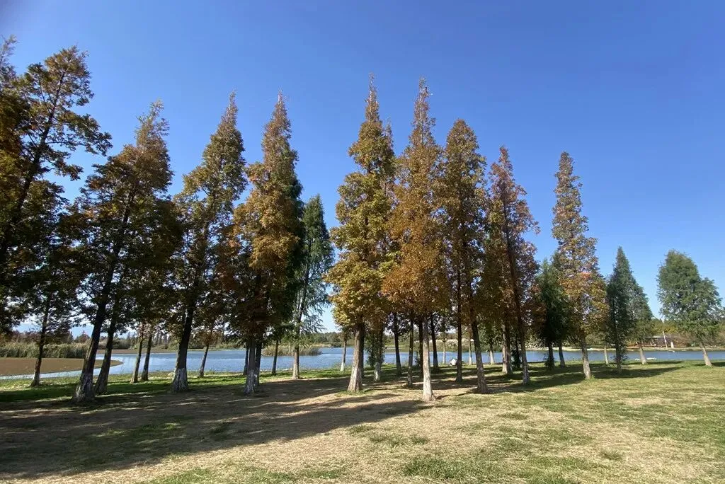 去斗南湿地和花卉市场闲逛,在昆明我学会了放松