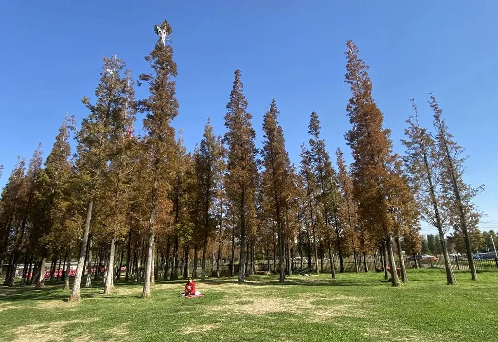 去斗南湿地和花卉市场闲逛,在昆明我学会了放松