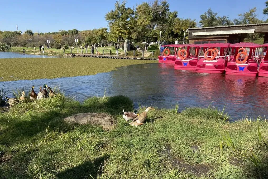去斗南湿地和花卉市场闲逛,在昆明我学会了放松
