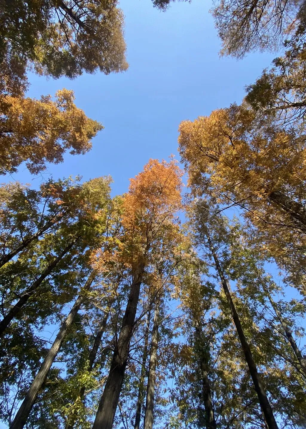 去斗南湿地和花卉市场闲逛,在昆明我学会了放松