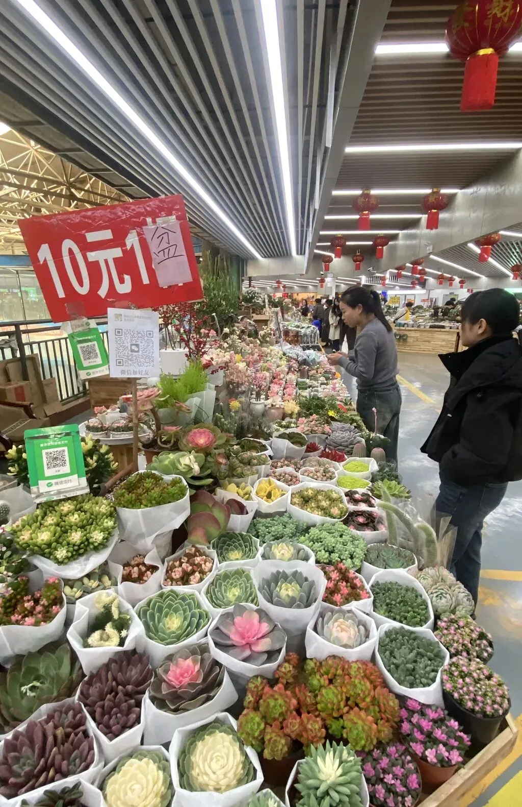 去斗南湿地和花卉市场闲逛,在昆明我学会了放松