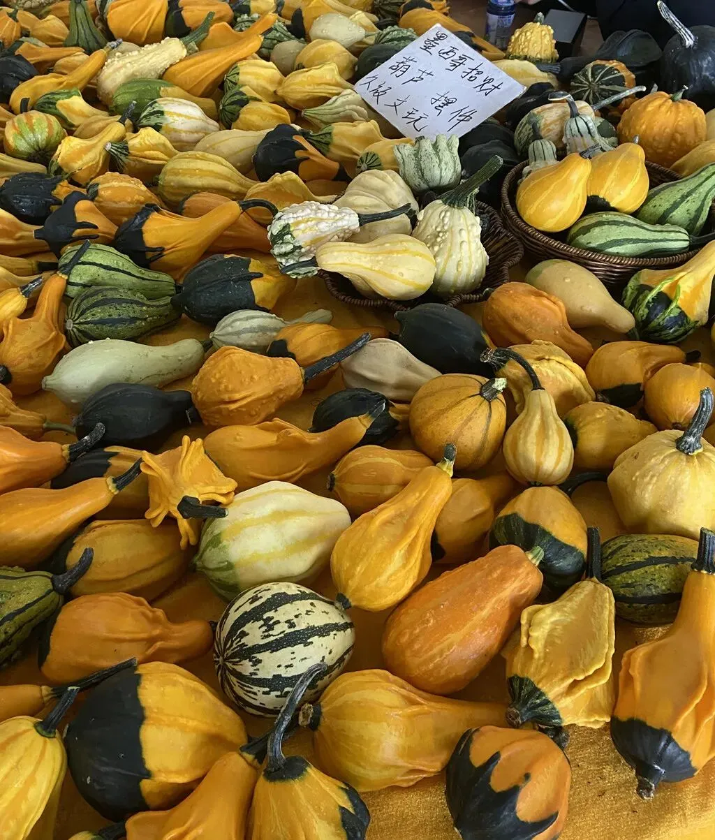 去斗南湿地和花卉市场闲逛,在昆明我学会了放松