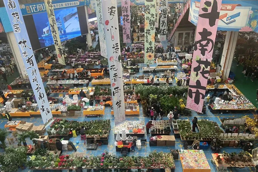 去斗南湿地和花卉市场闲逛,在昆明我学会了放松