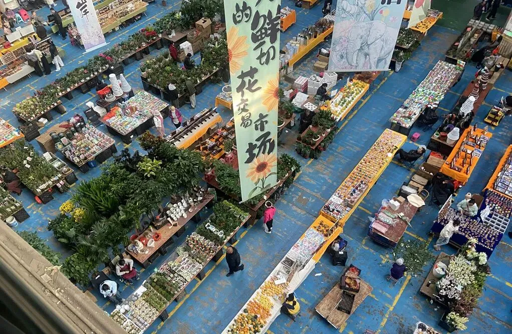 去斗南湿地和花卉市场闲逛,在昆明我学会了放松