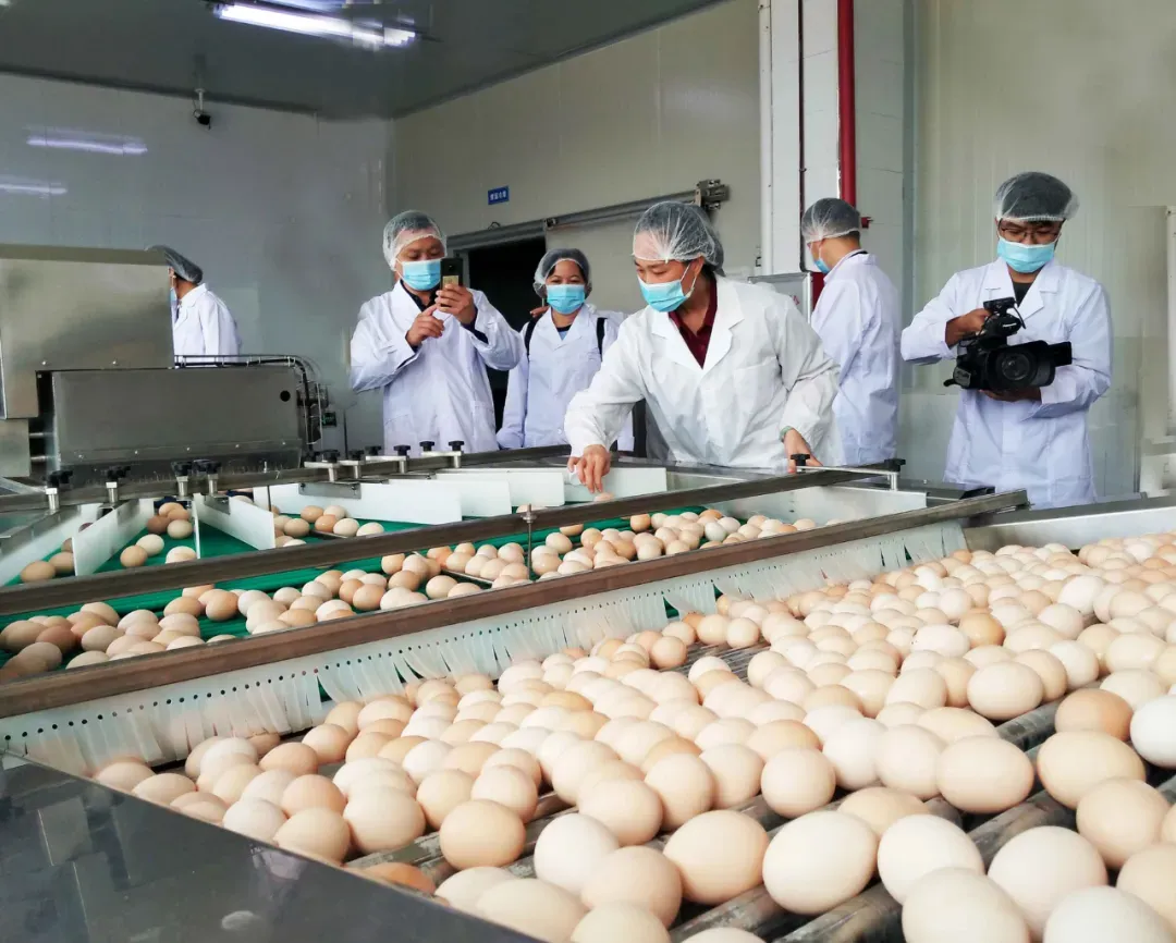 2026年4月19日馆陶金凤市场鸡蛋价格