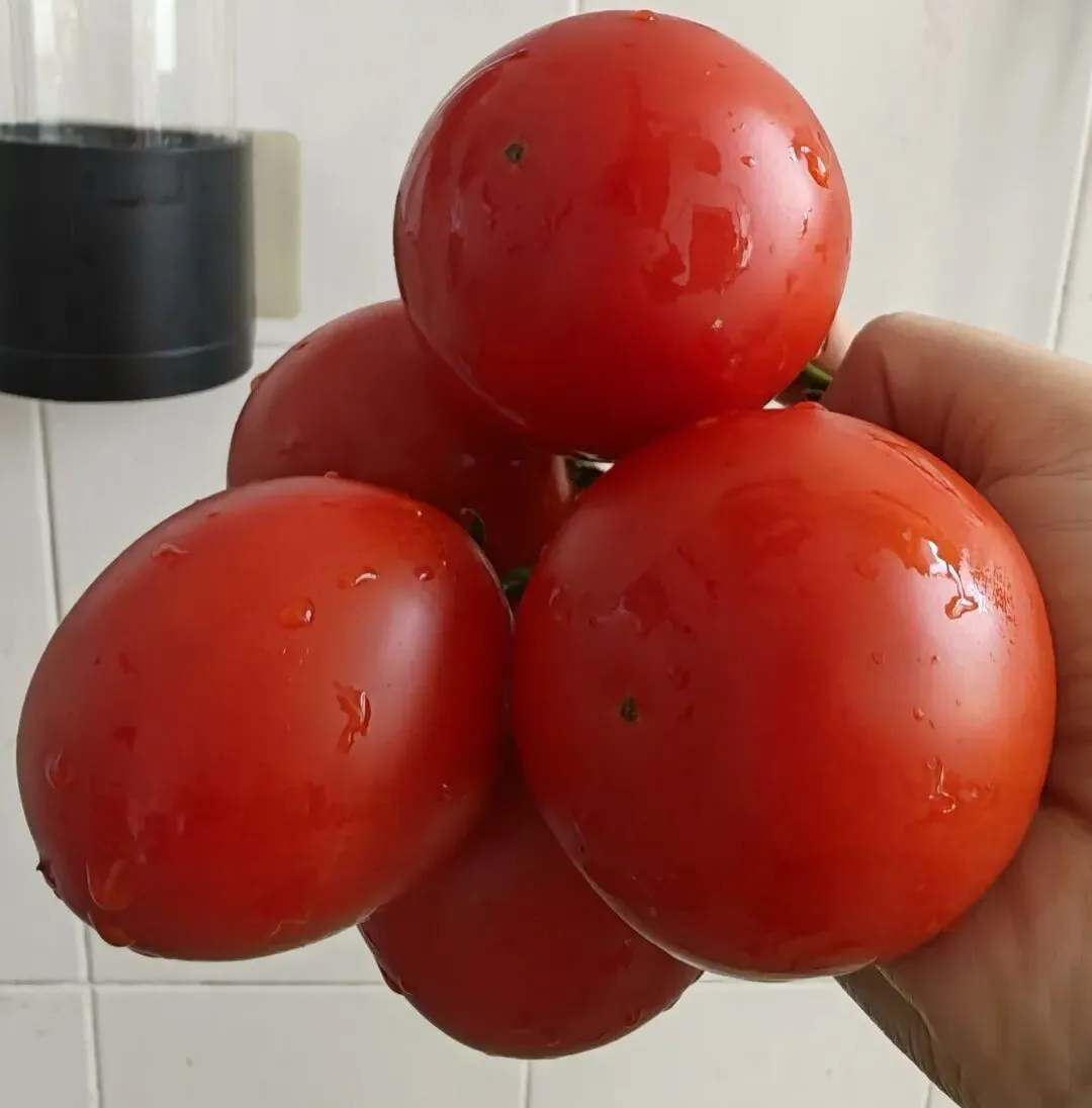 周末喜欢早起去市场外面逛逛,看看本地卖菜的啊婆都有什么时令好菜