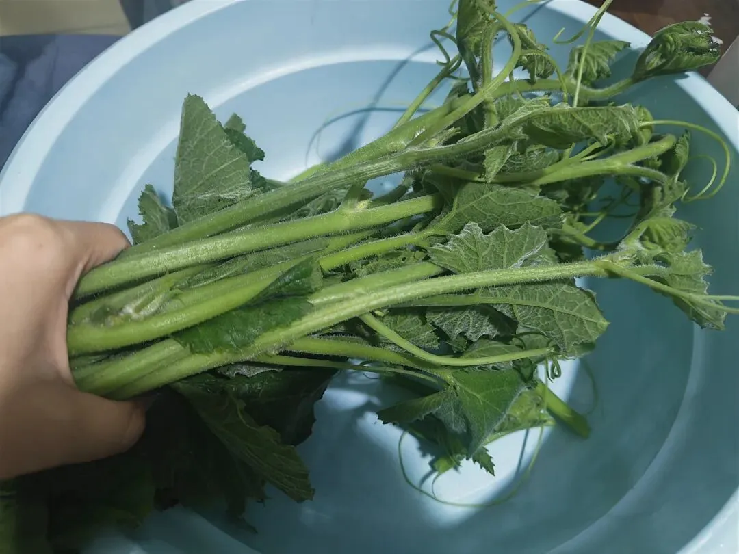 周末喜欢早起去市场外面逛逛,看看本地卖菜的啊婆都有什么时令好菜