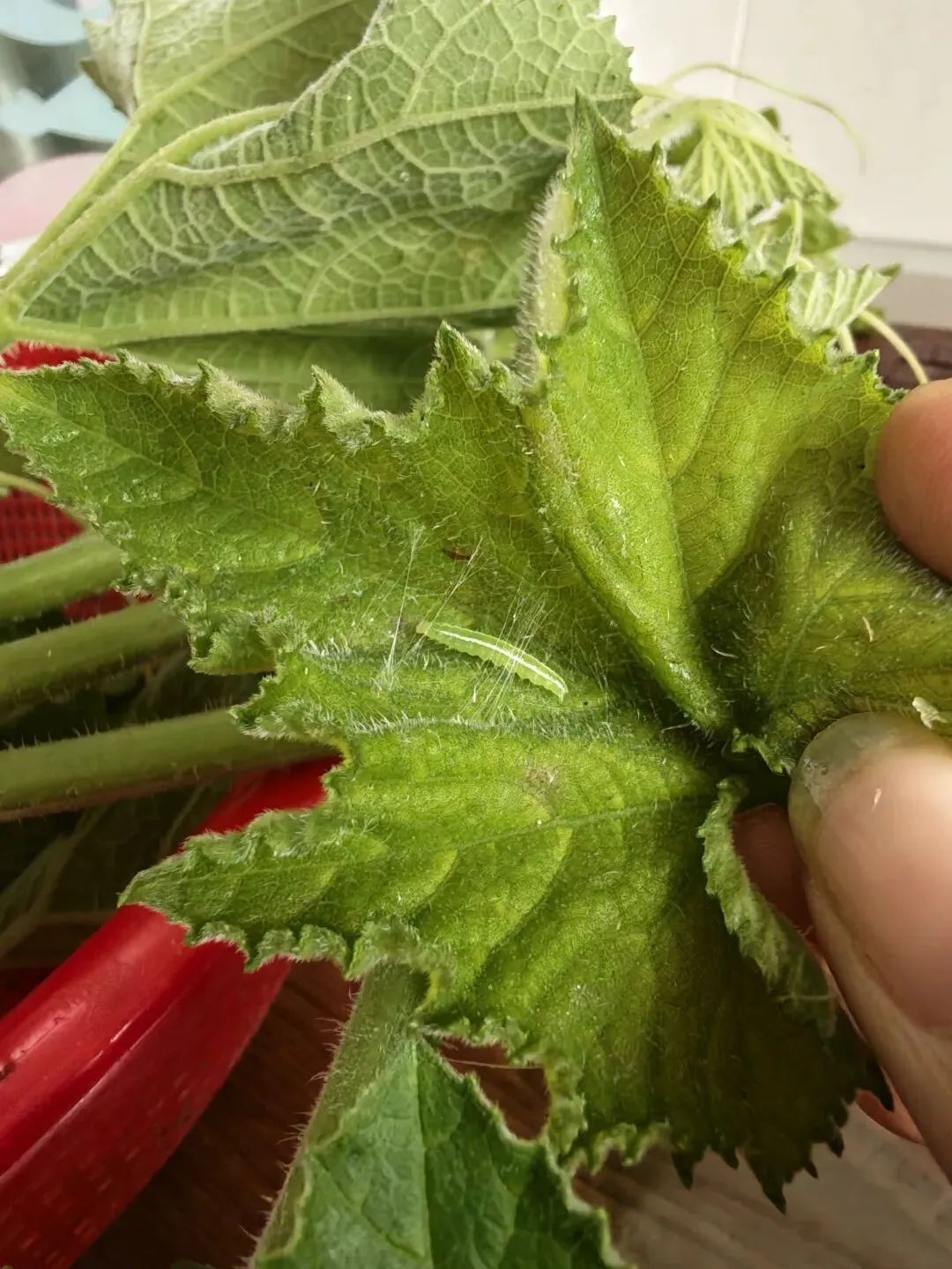 周末喜欢早起去市场外面逛逛,看看本地卖菜的啊婆都有什么时令好菜