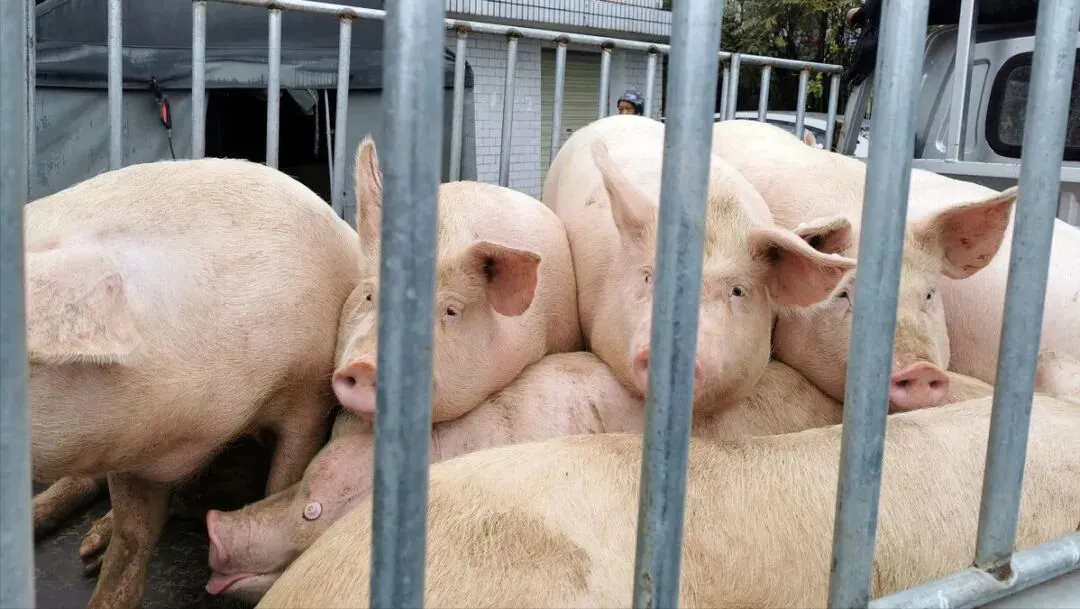 猪价跌穿十年地板!资本市场却反向押注,拐点信号已现?