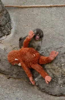 全球营销专栏丨从“拳击猴”到企鹅:为什么社交媒体总在追逐新的Meme?