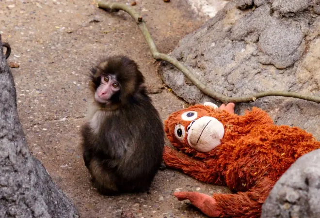 全球营销专栏丨从“拳击猴”到企鹅:为什么社交媒体总在追逐新的Meme?