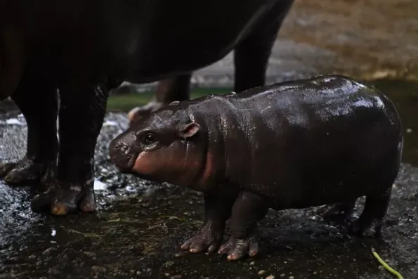 全球营销专栏丨从“拳击猴”到企鹅:为什么社交媒体总在追逐新的Meme?