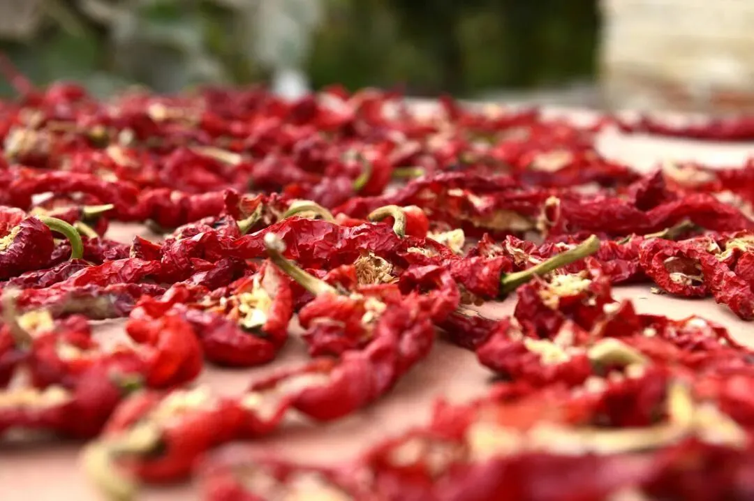 2026年4月19日柘城辣椒大市场交易价格及4月18日交易量