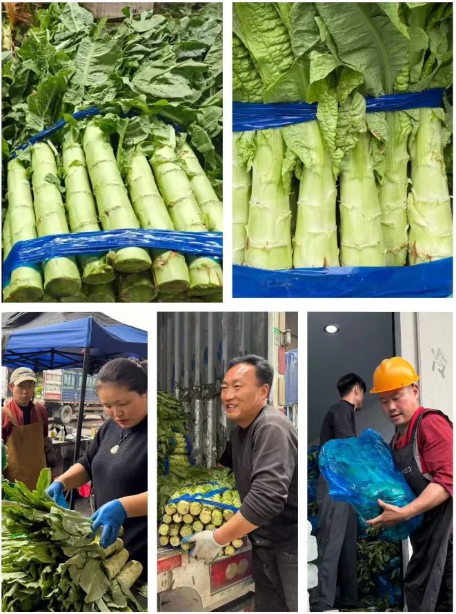 莴笋冲击外省市场,豇豆半月降37%:上海江桥市场周报