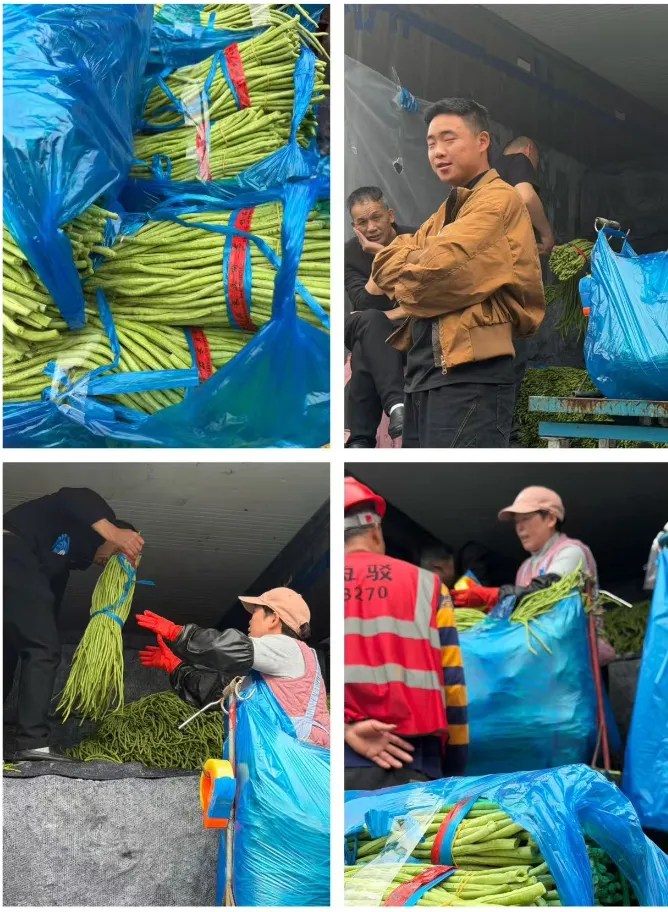 莴笋冲击外省市场,豇豆半月降37%:上海江桥市场周报