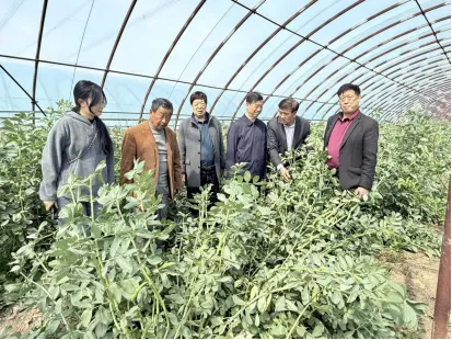 抢抓市场“空窗期” 春化蚕豆效益高——靖江市老科协赴种植基地开展技术指导