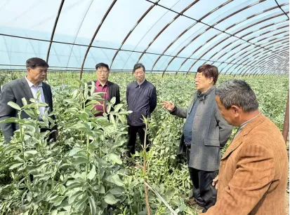 抢抓市场“空窗期” 春化蚕豆效益高——靖江市老科协赴种植基地开展技术指导