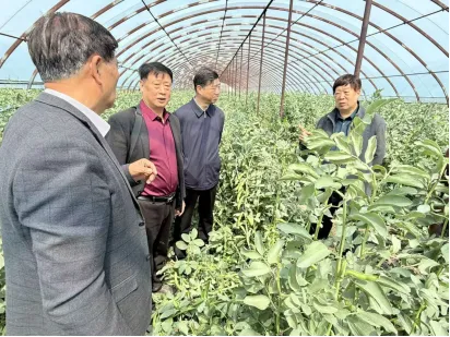 抢抓市场“空窗期” 春化蚕豆效益高——靖江市老科协赴种植基地开展技术指导