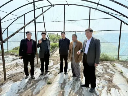 抢抓市场“空窗期” 春化蚕豆效益高——靖江市老科协赴种植基地开展技术指导