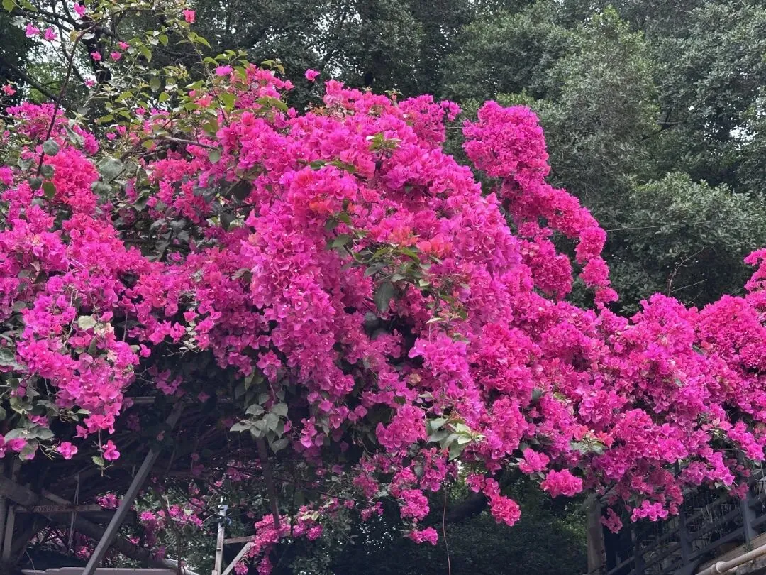 速写惠州第 69 期 | 桃子园惠新东市场