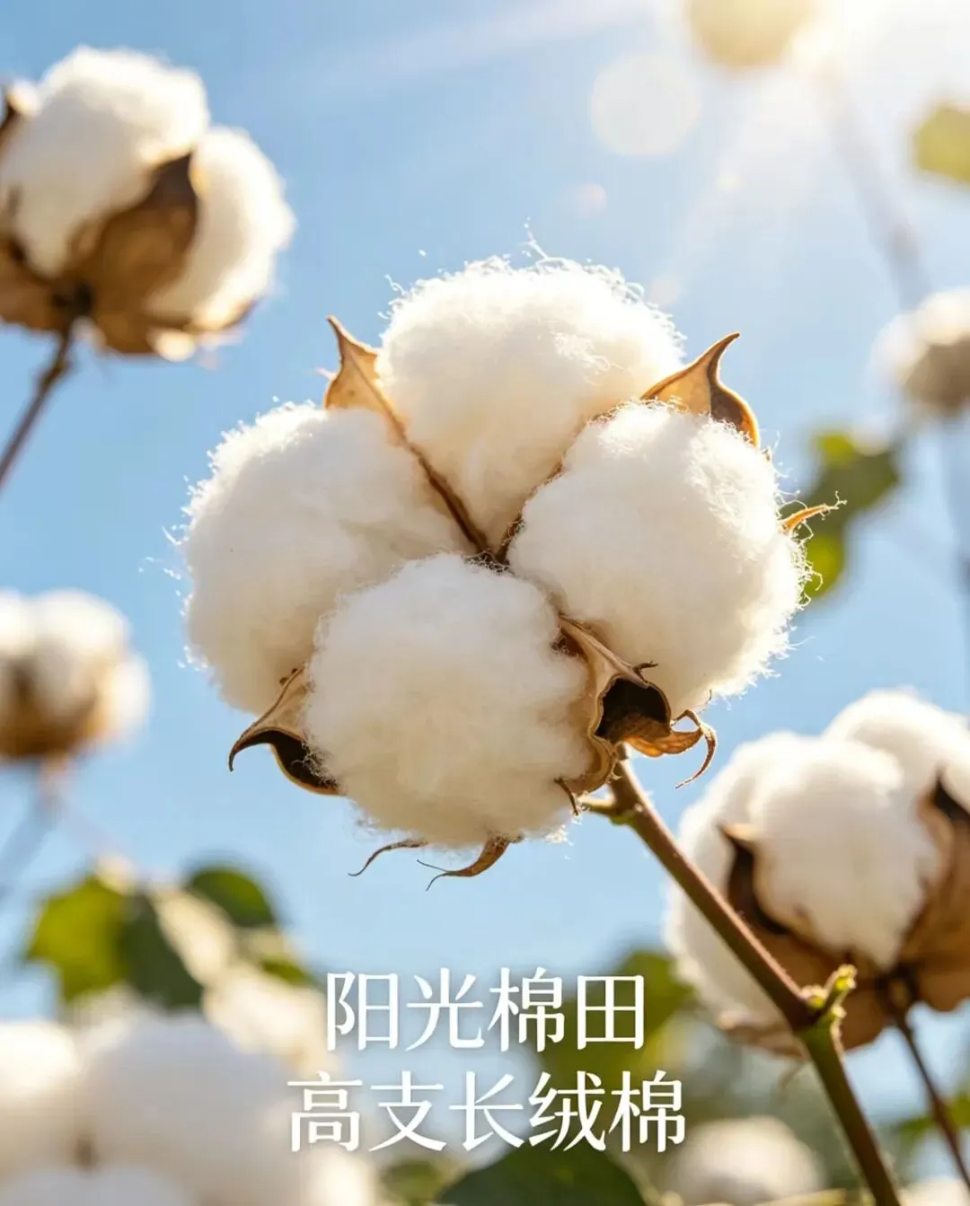 中高端纯棉服饰品牌内容营销策略实训方案