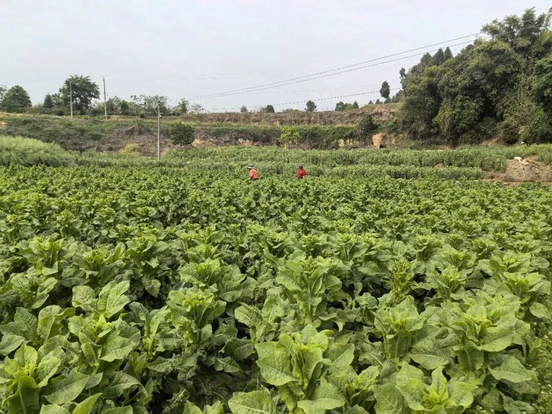 莴笋的两种量法:土地与市场的对话