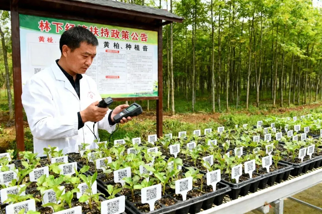 2026 年中药材苗木市场趋势分析:10 大核心品种前景全解析