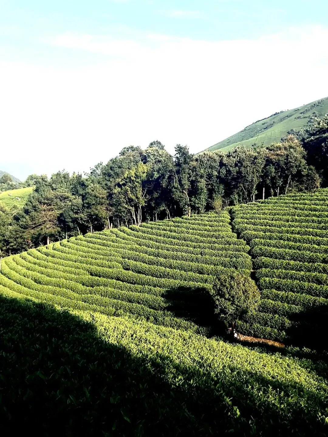 96年市场工作,法语&艺术生,喜欢探店&烹饪&运动,外在反差感强的小姐姐想脱单|生活明朗,万物可爱