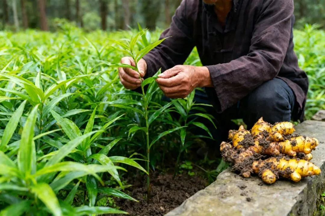 2026 年中药材苗木市场趋势分析:10 大核心品种前景全解析