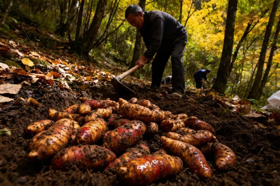 2026 年中药材苗木市场趋势分析:10 大核心品种前景全解析