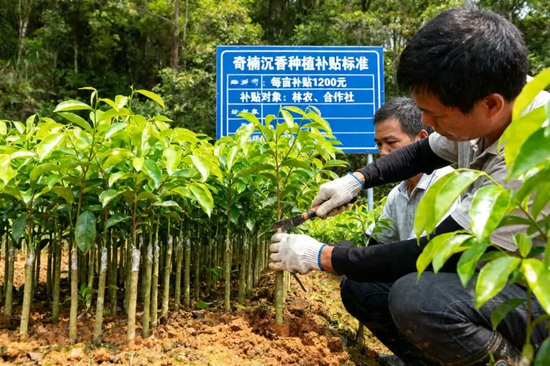 2026 年中药材苗木市场趋势分析:10 大核心品种前景全解析