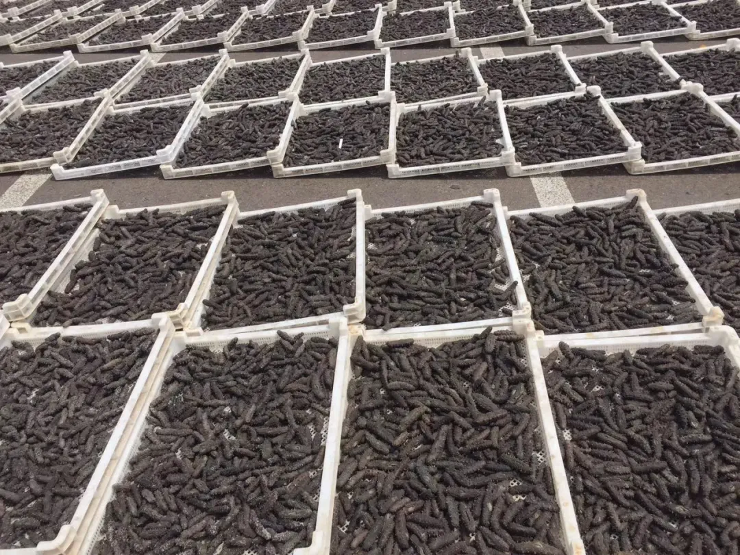 “海参市场”价格被打下来了,这个叫庞佳欣的妹子在全国火了!