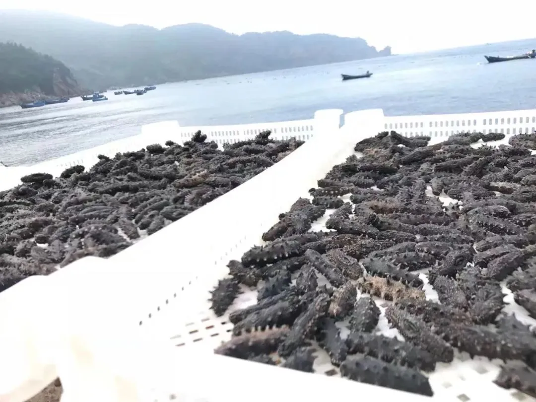 “海参市场”价格被打下来了,这个叫庞佳欣的妹子在全国火了!