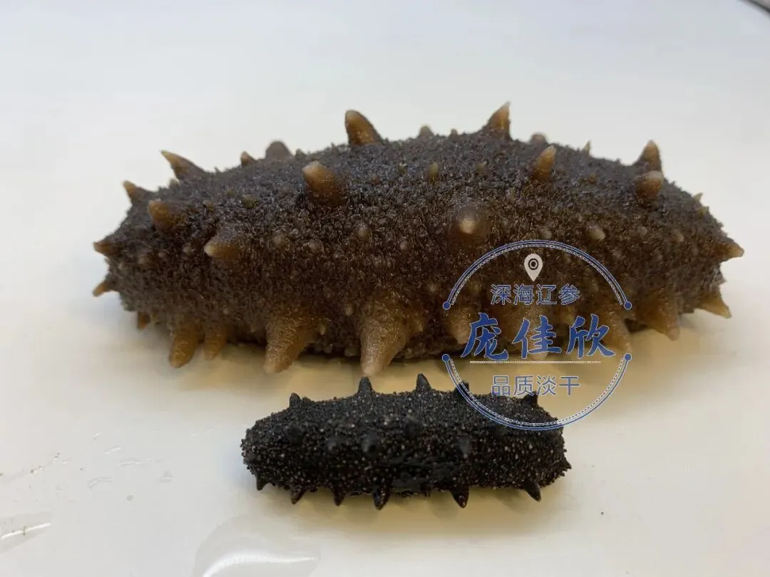 “海参市场”价格被打下来了,这个叫庞佳欣的妹子在全国火了!