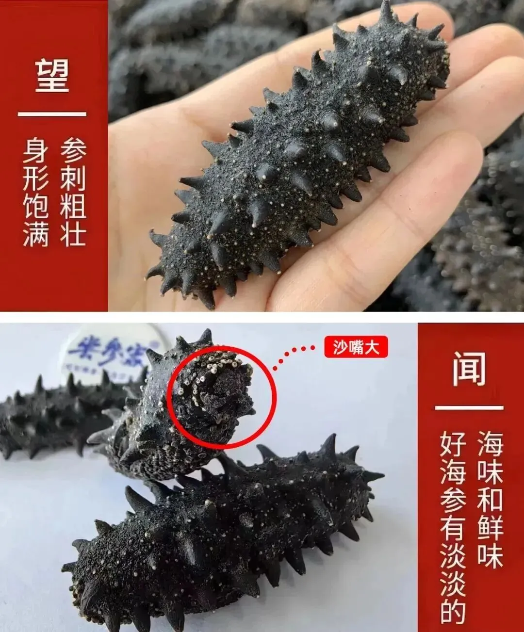 “海参市场”价格被打下来了,这个叫庞佳欣的妹子在全国火了!