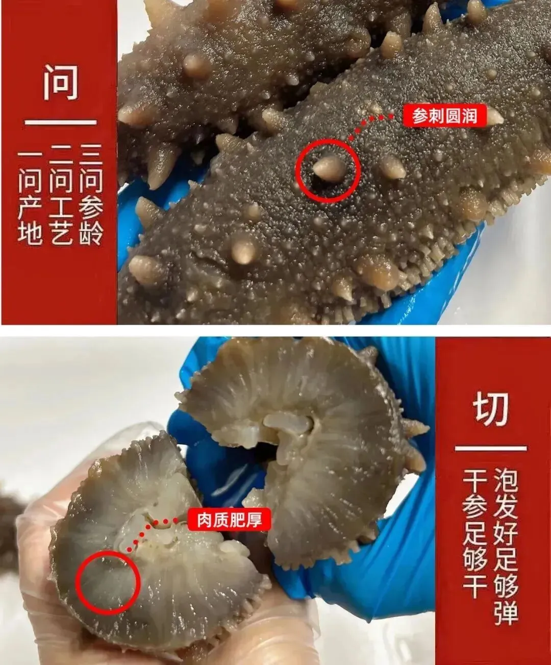 “海参市场”价格被打下来了,这个叫庞佳欣的妹子在全国火了!