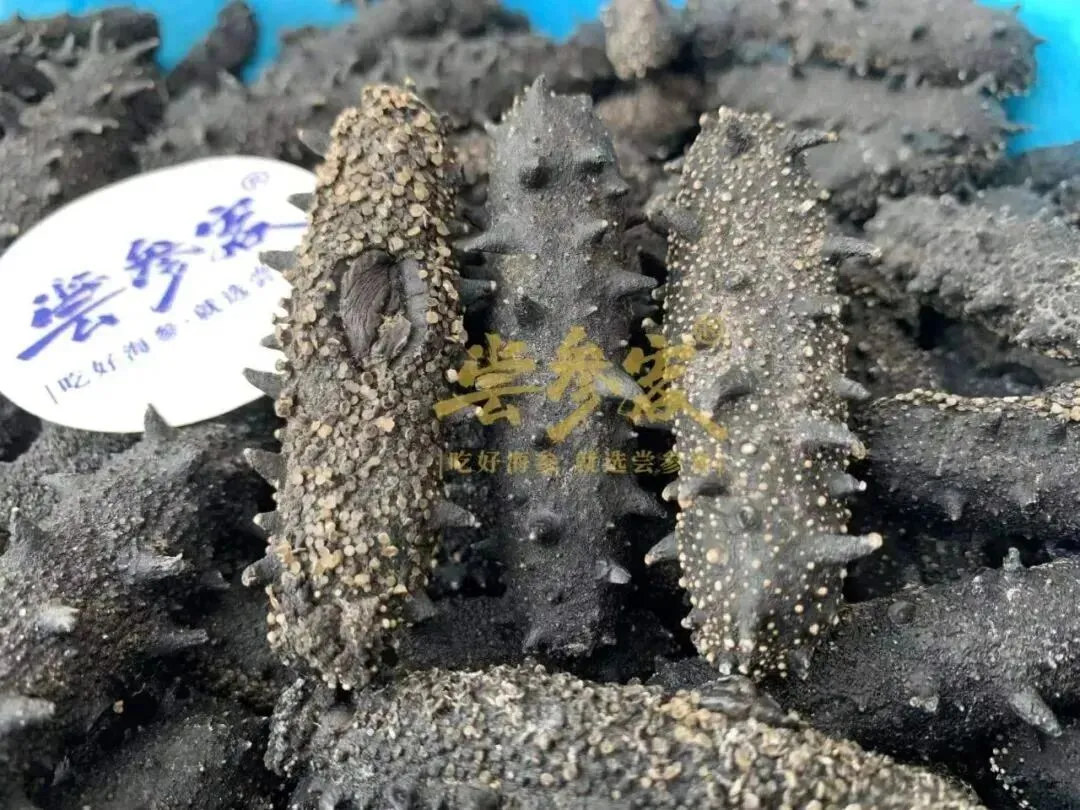 “海参市场”价格被打下来了,这个叫庞佳欣的妹子在全国火了!