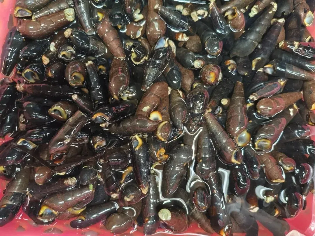 寻味珠海斗门白藤头海鲜批发市场:山坑螺,来自山涧的“盘中明珠”!揭开舌尖上的诱惑:山坑螺为何备受青睐的原因!