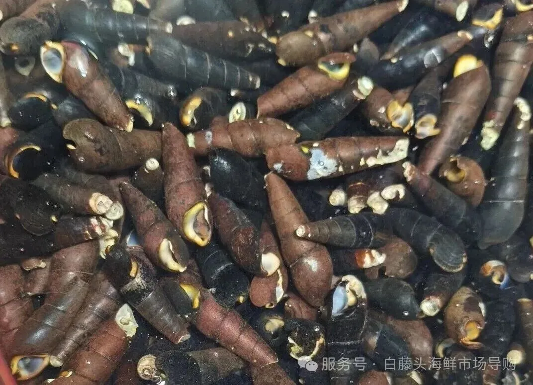 寻味珠海斗门白藤头海鲜批发市场:山坑螺,来自山涧的“盘中明珠”!揭开舌尖上的诱惑:山坑螺为何备受青睐的原因!