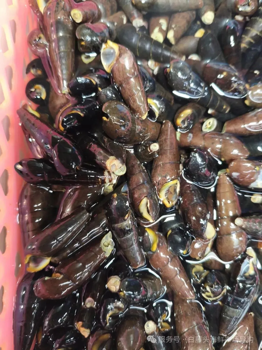 寻味珠海斗门白藤头海鲜批发市场:山坑螺,来自山涧的“盘中明珠”!揭开舌尖上的诱惑:山坑螺为何备受青睐的原因!