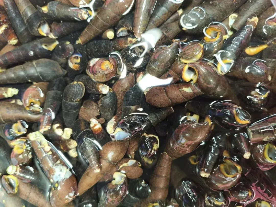 寻味珠海斗门白藤头海鲜批发市场:山坑螺,来自山涧的“盘中明珠”!揭开舌尖上的诱惑:山坑螺为何备受青睐的原因!