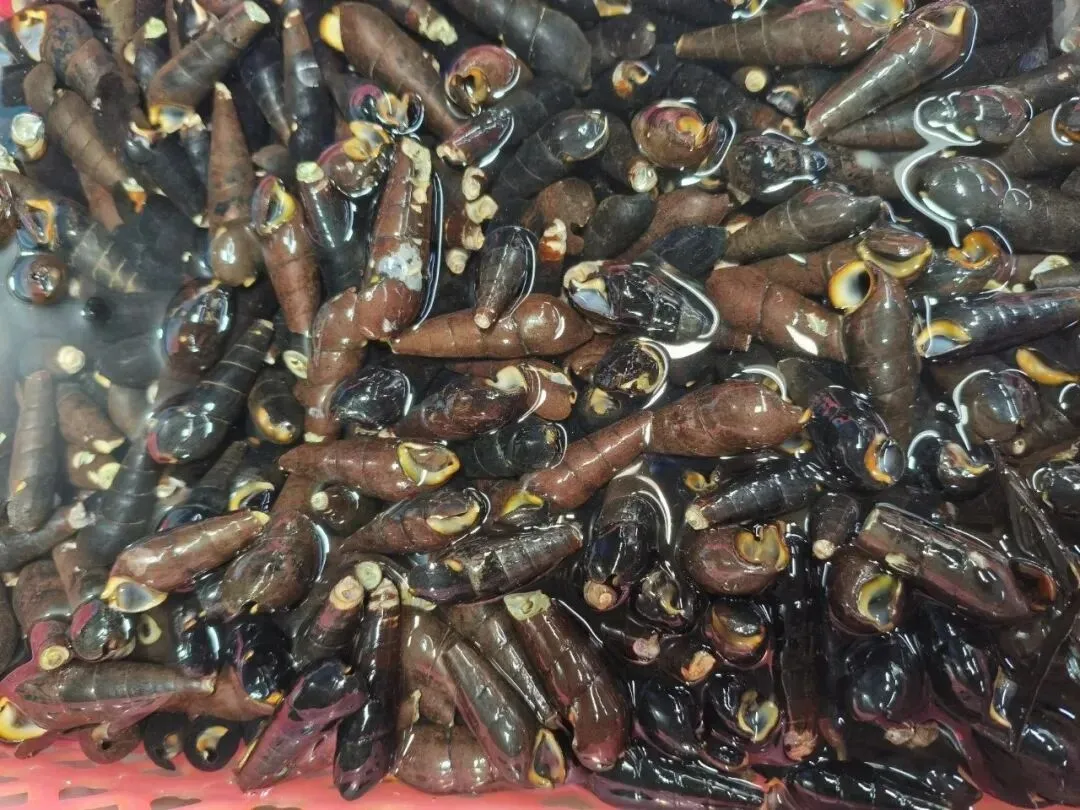 寻味珠海斗门白藤头海鲜批发市场:山坑螺,来自山涧的“盘中明珠”!揭开舌尖上的诱惑:山坑螺为何备受青睐的原因!