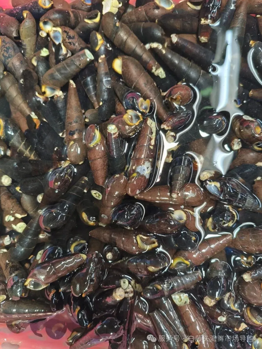 寻味珠海斗门白藤头海鲜批发市场:山坑螺,来自山涧的“盘中明珠”!揭开舌尖上的诱惑:山坑螺为何备受青睐的原因!