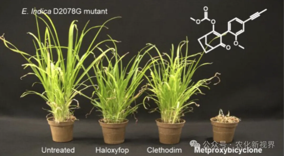 先正达上市全新除草剂,一举填补市场40年空白