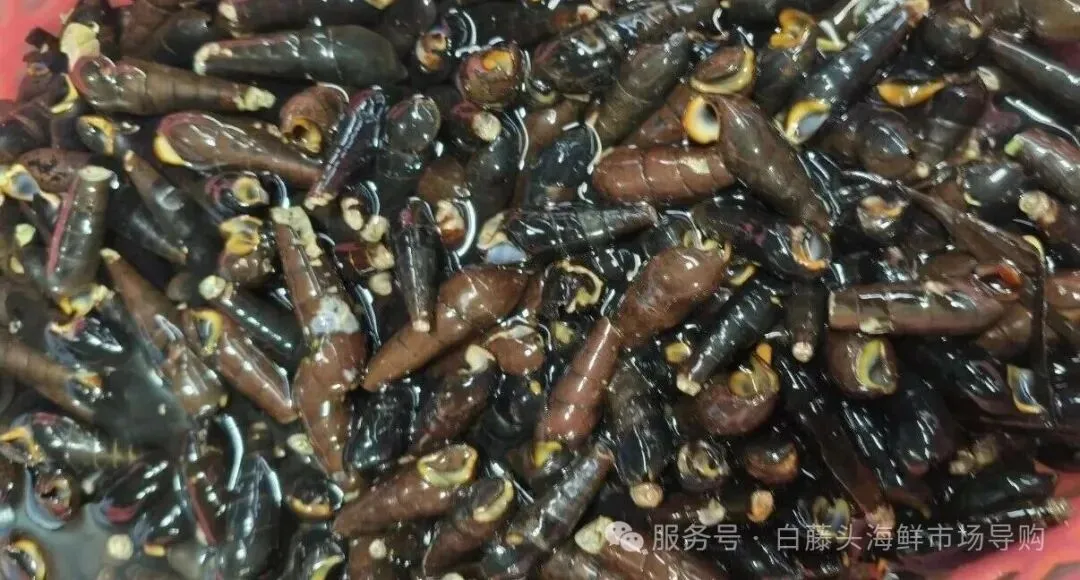寻味珠海斗门白藤头海鲜批发市场:山坑螺,来自山涧的“盘中明珠”!揭开舌尖上的诱惑:山坑螺为何备受青睐的原因!