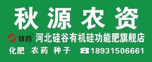 04月20日冀东生姜交易市场生姜参考价格