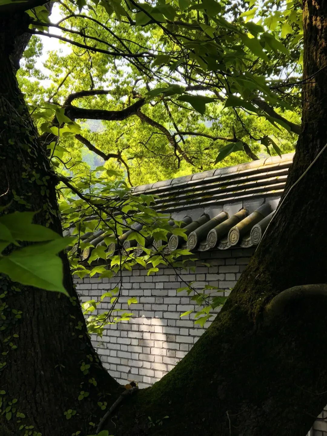 别再误判了!保险、安利这类合法营销,为何总被贴上“拉人头”标签?